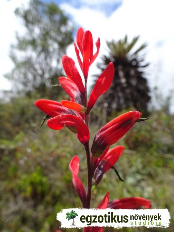 Venezuelai ecsetvirág, Castilleja integrifolia, virág